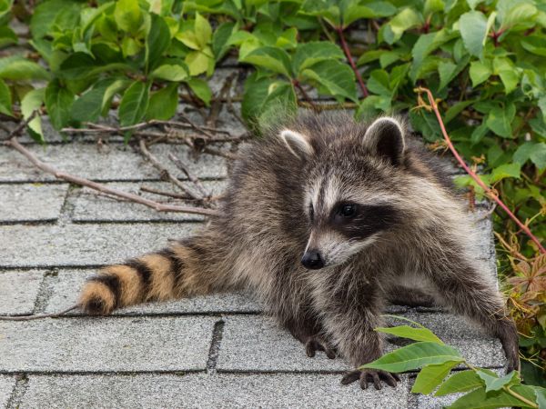 Aurora Wildlife Removal