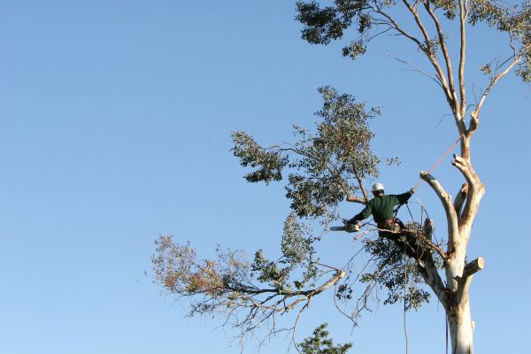 Aurora Tree Trimming