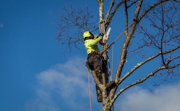 Aurora Tree Removal